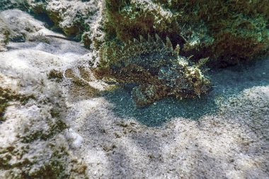 Scorpion Fish Underwater Underwater Life. Small red scorpionfish (Scorpaena notata) clipart