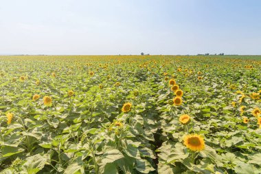 Çiçek açan ayçiçeği tarlası. Ayçiçeği tarlası.