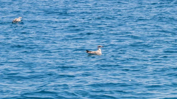 Gaivota Jovem Superfície Calma Mar — Fotografia de Stock