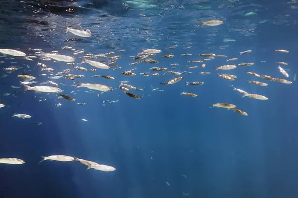 Escuela Peces Bajo Agua Peces Fondo Submarino —  Fotos de Stock