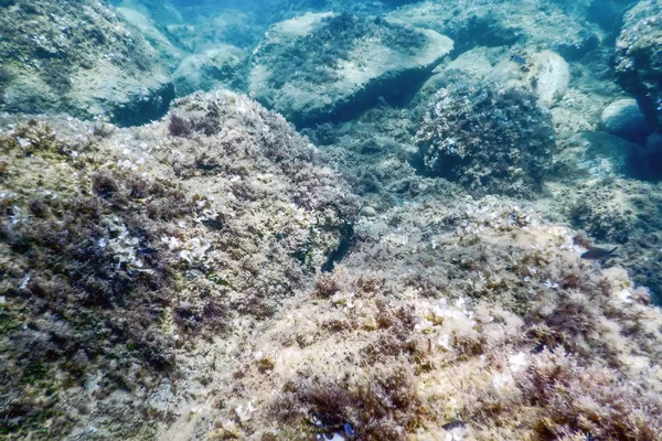 Sea Life Υποβρύχια Rocks Sunlight Υποβρύχια Ζωή — Φωτογραφία Αρχείου