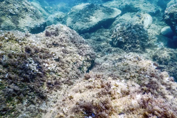 Meeresleben Unterwasser Felsen Sonnenlicht Unterwasser Leben — Stockfoto