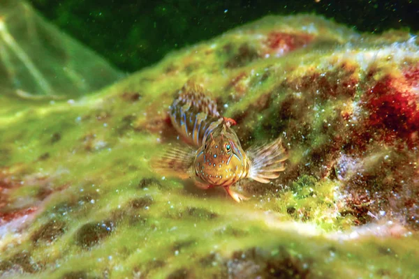 Ritratto Pesce Blenny Carino Primo Piano Parablennius Zvonimiri — Foto Stock