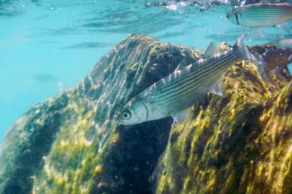 Underwater Scene Sunlight, fish Underwater Life.