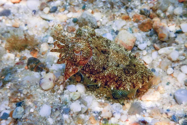 Camuflagem Choco Cuttlefish Natação Subaquática — Fotografia de Stock