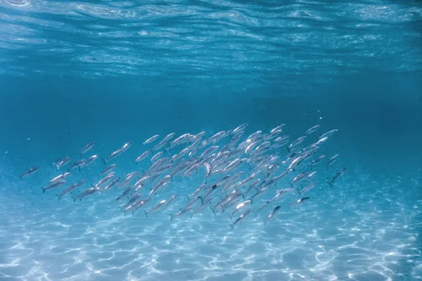 Escuela Peces Bajo Agua Peces Fondo Submarino —  Fotos de Stock