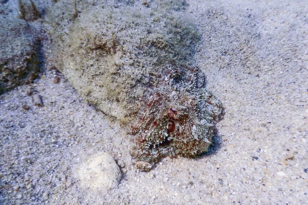 Polpo Sulla Barriera Corallina Tropicale — Foto Stock