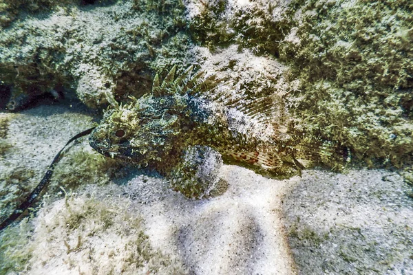 Peces Escorpión Vida Submarina Pequeño Pez Escorpión Rojo Scorpaena Notata — Foto de Stock