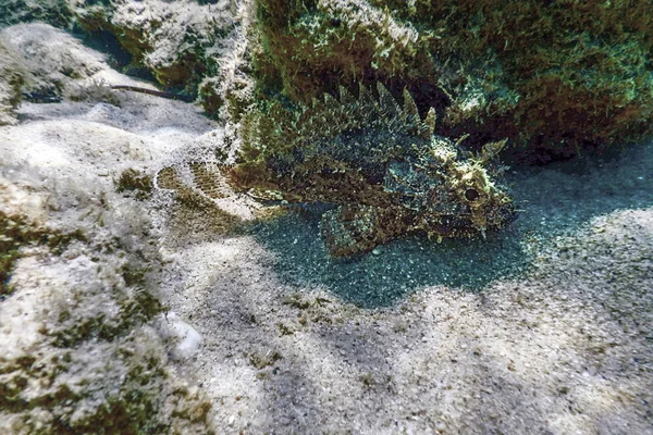 Skorpionfische Unter Wasser Kleiner Roter Skorpion Scorpaena Notata — Stockfoto