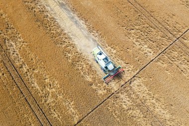 Buğday tarlasında çalışan hasat makinesini birleştirin. Biçici Hava Görünümünü Birleştir. 