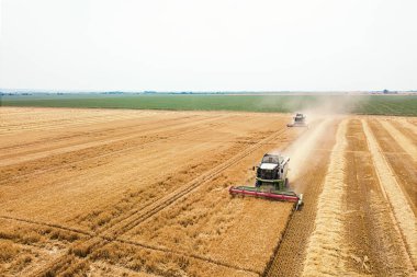 Buğday tarlasında çalışan hasat makinesini birleştirin. Biçici Hava Görünümünü Birleştir. 