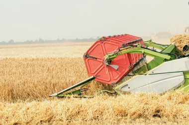 Yakın plan, buğday tarlasını hasat ediyor. Sahada çalışmayı birleştir.