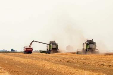 Buğday tarlasında çalışan hasat makinesini birleştirin. Buğday hasat ediyorum..