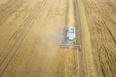 Buğday tarlasında çalışan hasat makinesini birleştirin. Biçici Hava Görünümünü Birleştir. 