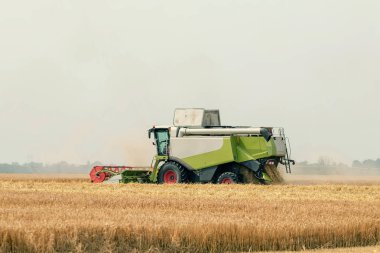 Buğday tarlasında çalışan hasat makinesini birleştirin. Buğday hasat ediyorum..