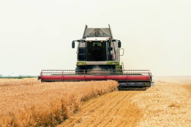 Buğday tarlasında çalışan hasat makinesini birleştirin. Buğday hasat ediyorum..