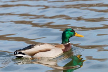Vahşi ördek Mallard Anas platyrhynchos. Erkek Ördek.