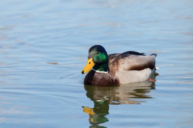Vahşi ördek Mallard Anas platyrhynchos. Erkek Ördek.