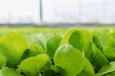 Yeşil salata bitkileri sebze arka plan. Marul çiftlik