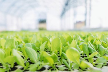 Marul fideleri, yeşil marul bitkileri sebze arka planı. Marul çiftliği