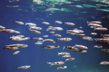 Suyun altındaki balık okulu. Suyun altındaki balıklar.
