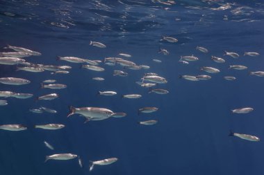 Suyun altındaki balık okulu. Suyun altındaki balıklar.