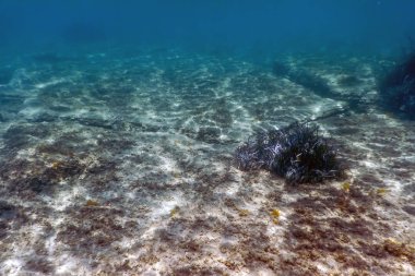 Deniz yosunlu su altı arkaplanı