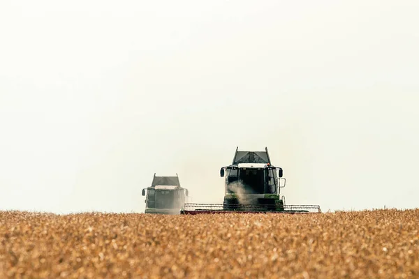 Комбайн Працює Пшеничному Полі Збирання Пшениці — стокове фото