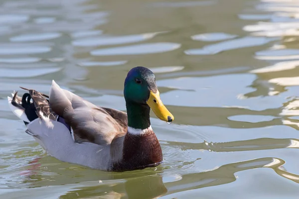 Pato Salvaje Mallard Anas Platyrhynchos Pato Macho — Foto de Stock