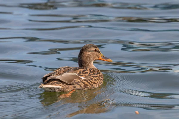 Canard Colvert Anas Platyrhynchos Canard Femelle — Photo