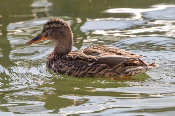 Canard Colvert Anas Platyrhynchos Canard Femelle — Photo