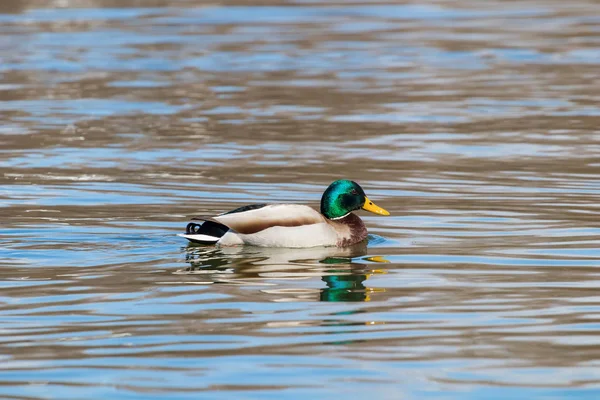 Divoká Kachna Mallard Anas Platyrhynchos Kachna Samčí — Stock fotografie