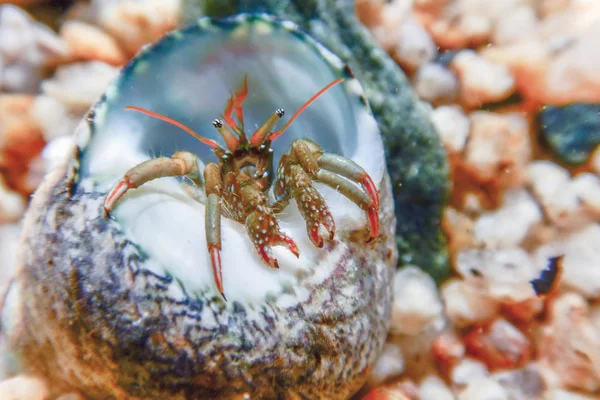 Kleine Lustige Einsiedlerkrebse Unter Wasser Aus Nächster Nähe — Stockfoto