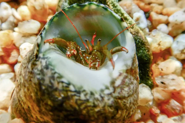 Kleine Lustige Einsiedlerkrebse Unter Wasser Aus Nächster Nähe — Stockfoto