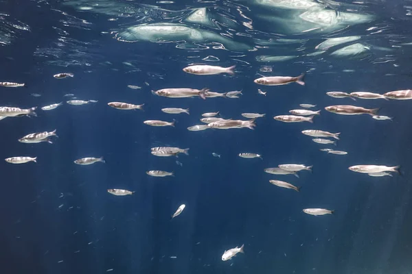 Fish School Underwater. Fishes underwater background.