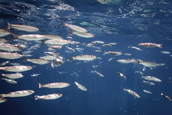 Fischschule Unter Wasser Fische Unter Wasser Hintergrund — Stockfoto