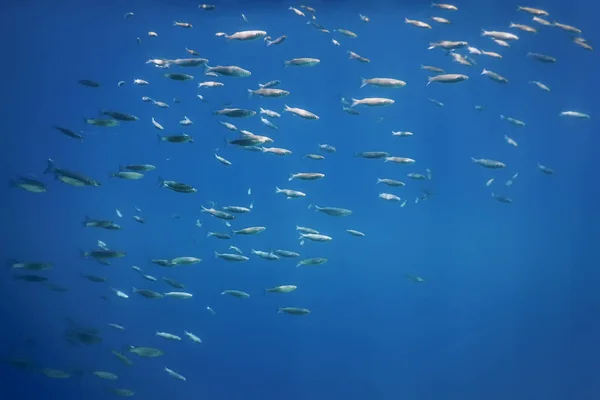 바다에 물고기 속에서 일어나는 — 스톡 사진