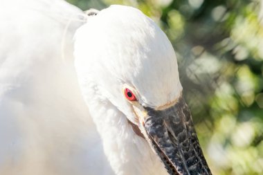 Kaşıkçı (kuş) portre kadar kapatın. Ortak kaşıkçı (Platalea leucorodia)