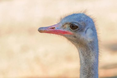 Devekuşu portre yakın devekuşu baş Struthio camelus kadar kapatın