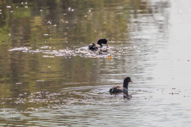 Avrasya Coot, kara ördek, ortak Sakarmeke (Fulica atra)
