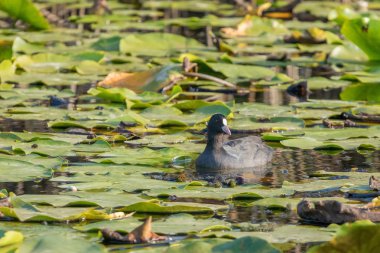 Avrasya Coot, kara ördek, ortak Sakarmeke (Fulica atra)
