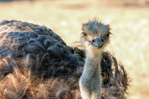 Nahaufnahme Strauß Porträt Struthio Camelus — Stockfoto