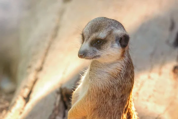 Retrato Meerkat Close Suricata Suricatta — Fotografia de Stock