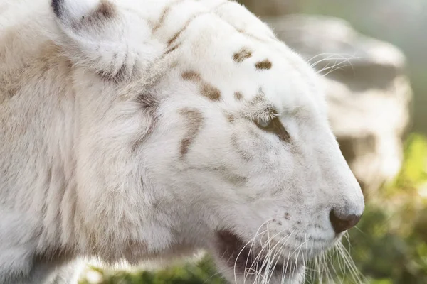 Bengala Tigre Branco Close Panthera Tigris Tigris — Fotografia de Stock