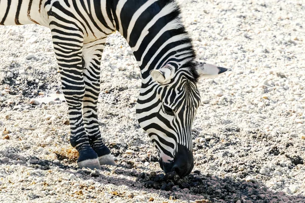 Plains Zebra Equus Burchelli Common Zebra — Stock Photo, Image