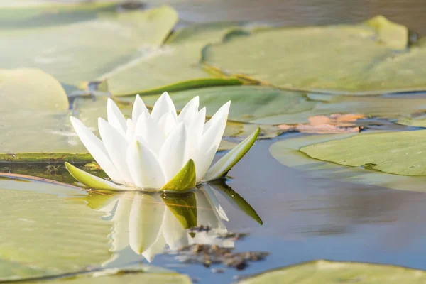 White Water Lily Water Surf Отражение Лилии Воде — стоковое фото