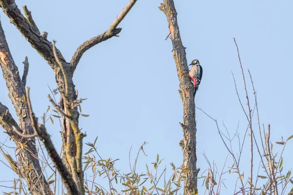 Velký Tečkovaný Datel Stromě Dendrocopos Major — Stock fotografie