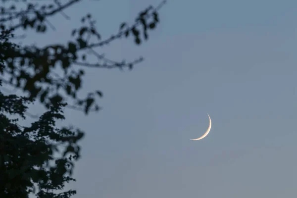 Luna Creciente Cielo Nocturno Hojas Árbol Luna Creciente —  Fotos de Stock