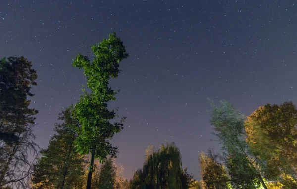 Mooie Nachtelijke Hemel Melkweg Bomen Herfst Editie — Stockfoto