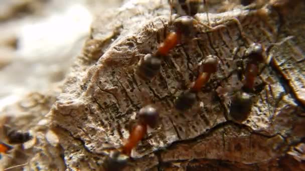 Ομάδα Των Μυρμηγκιών Στο Ξύλο Close Κόκκινα Μυρμήγκια Ξύλου — Αρχείο Βίντεο